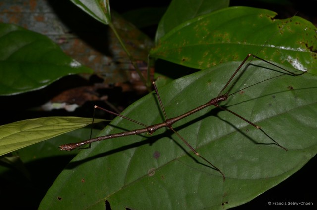Acacus sarawacus