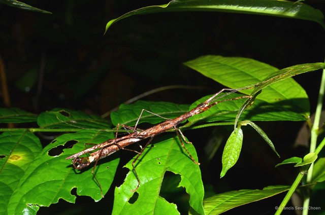Asceles larunda • © Francis Seow-Choen • All Rights Reserved