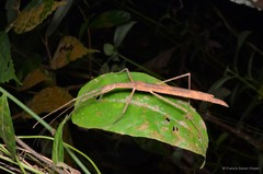 Asceles malaccae