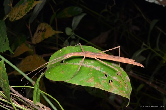 Asceles malaccae • © Francis Seow-Choen • All Rights Reserved