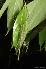 Asceles malaccae • © Francis Seow-Choen • All Rights Reserved