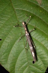 Asceles tanarata singapura