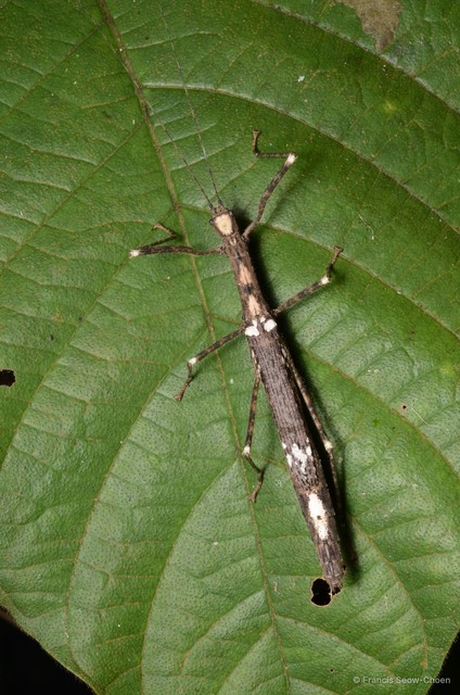 Asceles tanarata singapura • © Francis Seow-Choen • All Rights Reserved
