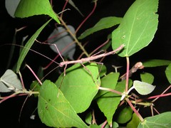 Asceles tanarata singapura • © Francis Seow-Choen • All Rights Reserved