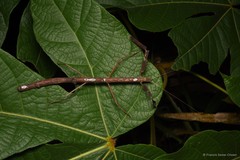 Baculofractum insigne (Brunner von Wattenwyl, 1907)