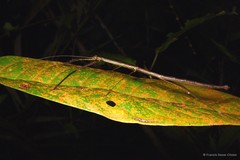 Carausius nodosus • © Francis Seow-Choen • All Rights Reserved