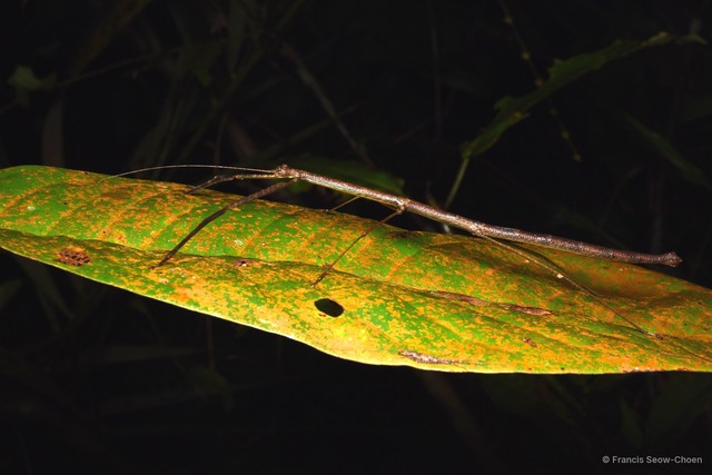 Carausius nodosus • © Francis Seow-Choen • All Rights Reserved
