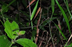Carausius nodosus • © Francis Seow-Choen • All Rights Reserved