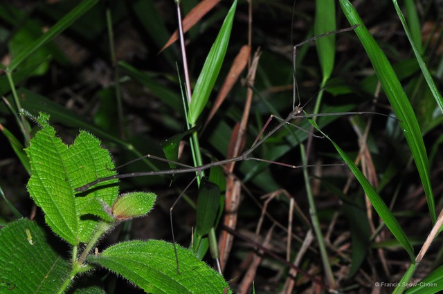 Carausius nodosus
