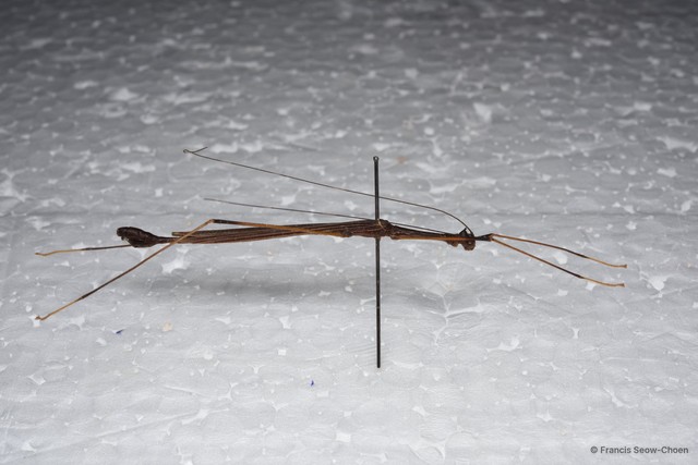 Diacanthoidea diacanthos • © Francis Seow-Choen • All Rights Reserved