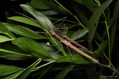 Diesbachia tamyris