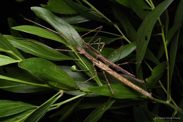 Diesbachia tamyris • © Francis Seow-Choen • All Rights Reserved