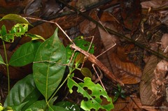 Gargantuoidea triumphalis • © Francis Seow-Choen • All Rights Reserved