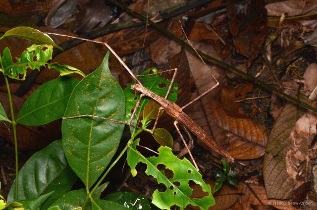 Gargantuoidea triumphalis • © Francis Seow-Choen • All Rights Reserved