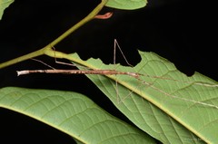Gargantuoidea triumphalis • © Francis Seow-Choen • All Rights Reserved