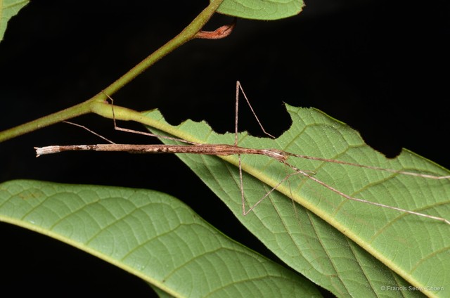 Gargantuoidea triumphalis