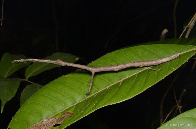 Lonchodes brevipes • © Francis Seow-Choen • All Rights Reserved