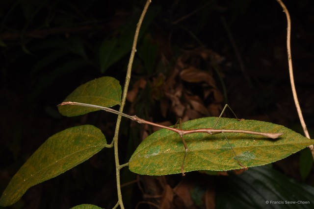 Lonchodes brevipes
