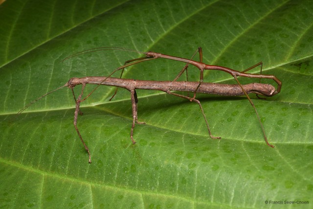 Lonchodes brevipes