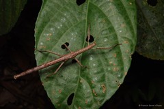 Lopaphus brachypterus • © Francis Seow-Choen • All Rights Reserved