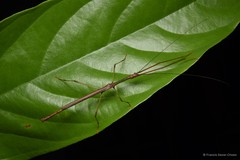 Lopaphus brachypterus • © Francis Seow-Choen • All Rights Reserved