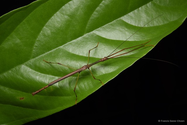 Lopaphus brachypterus