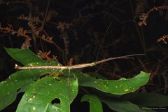 Lopaphus iolas