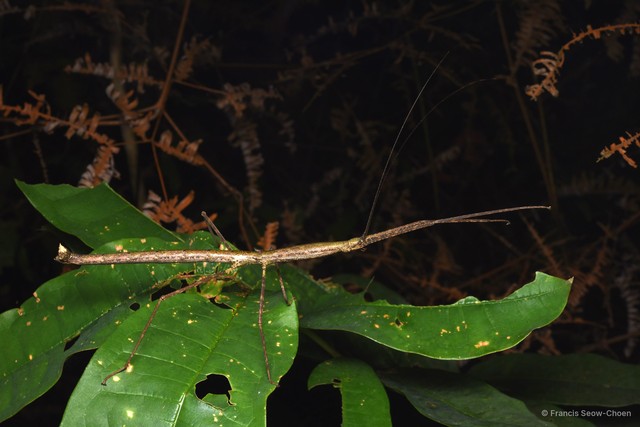 Lopaphus iolas • © Francis Seow-Choen • All Rights Reserved