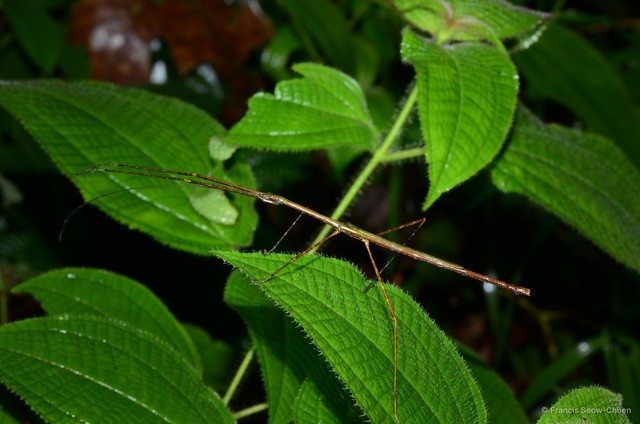 Lopaphus iolas