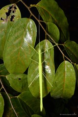 Necroscia confusa