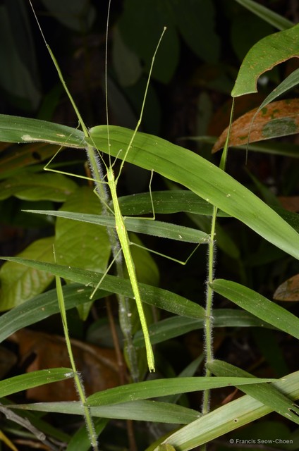 Necroscia confusa