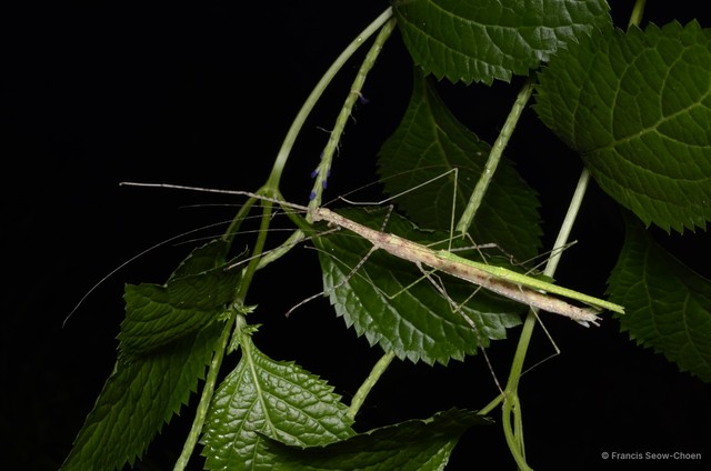 Necroscia confusa