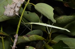 Necroscia connexa (Redtenbacher, 1908)