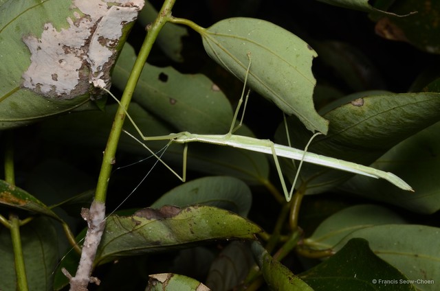 Necroscia connexa • © Francis Seow-Choen • All Rights Reserved