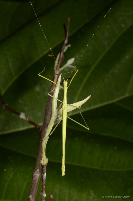 Necroscia connexa