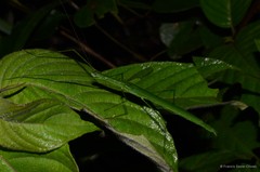 Necroscia ingenua
