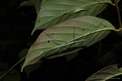 Necroscia ingenua • © Francis Seow-Choen • All Rights Reserved