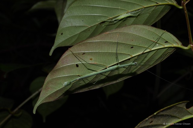 Necroscia ingenua
