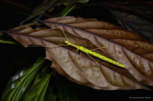 Necroscia punctata • © Francis Seow-Choen • All Rights Reserved