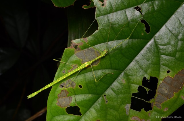 Necroscia punctata