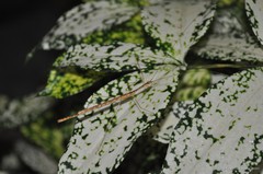 Necroscia westwoodi • © Francis Seow-Choen • All Rights Reserved