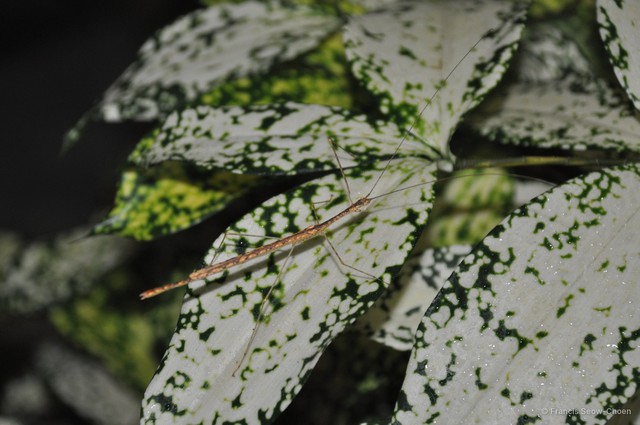 Necroscia westwoodi