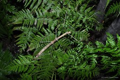 Phaenopharos struthioneus