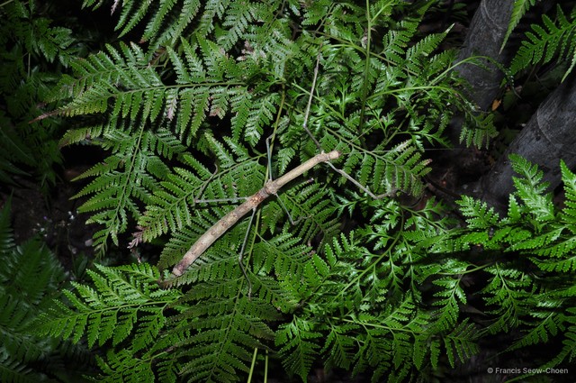 Phaenopharos struthioneus • © Francis Seow-Choen • All Rights Reserved