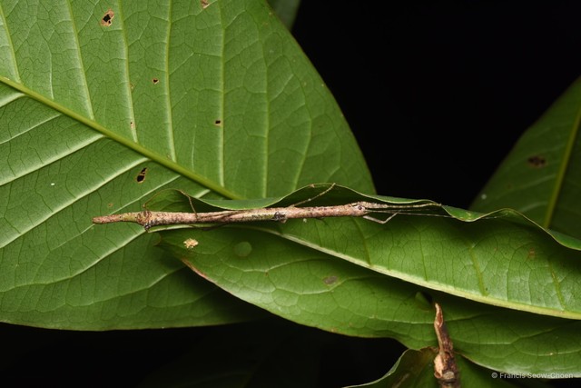 Planososibia esacus • © Francis Seow-Choen • All Rights Reserved