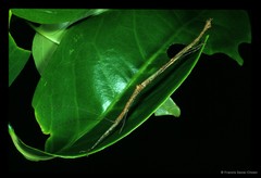Planososibia esacus • © Francis Seow-Choen • All Rights Reserved