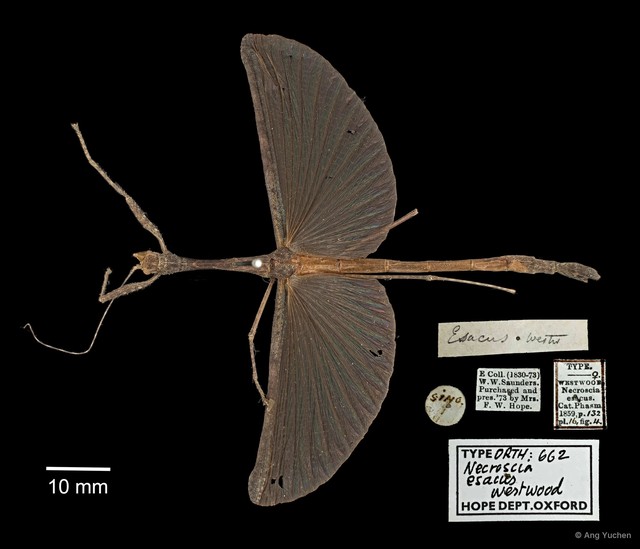Planososibia esacus