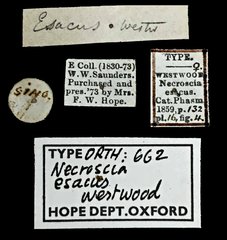 Planososibia esacus • All Rights Reserved Museum Label