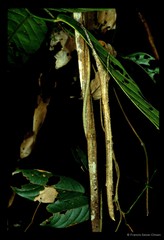 Planososibia lysippus (Westwood, 1859)