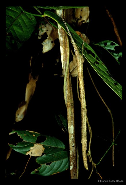 Planososibia lysippus • © Francis Seow-Choen • All Rights Reserved